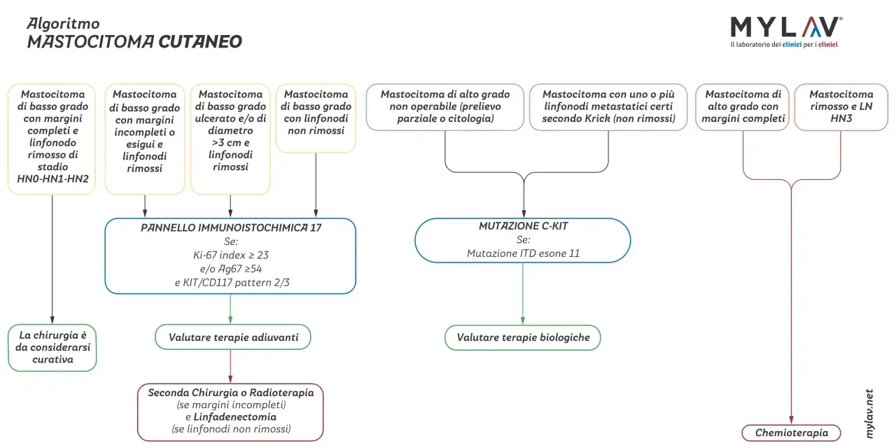 Algoritmo per il mastocitoma cane: valuta grado, margini, linfonodi e mutazioni C-KIT per definire terapie adiuvanti, biologiche o chemioterapia.