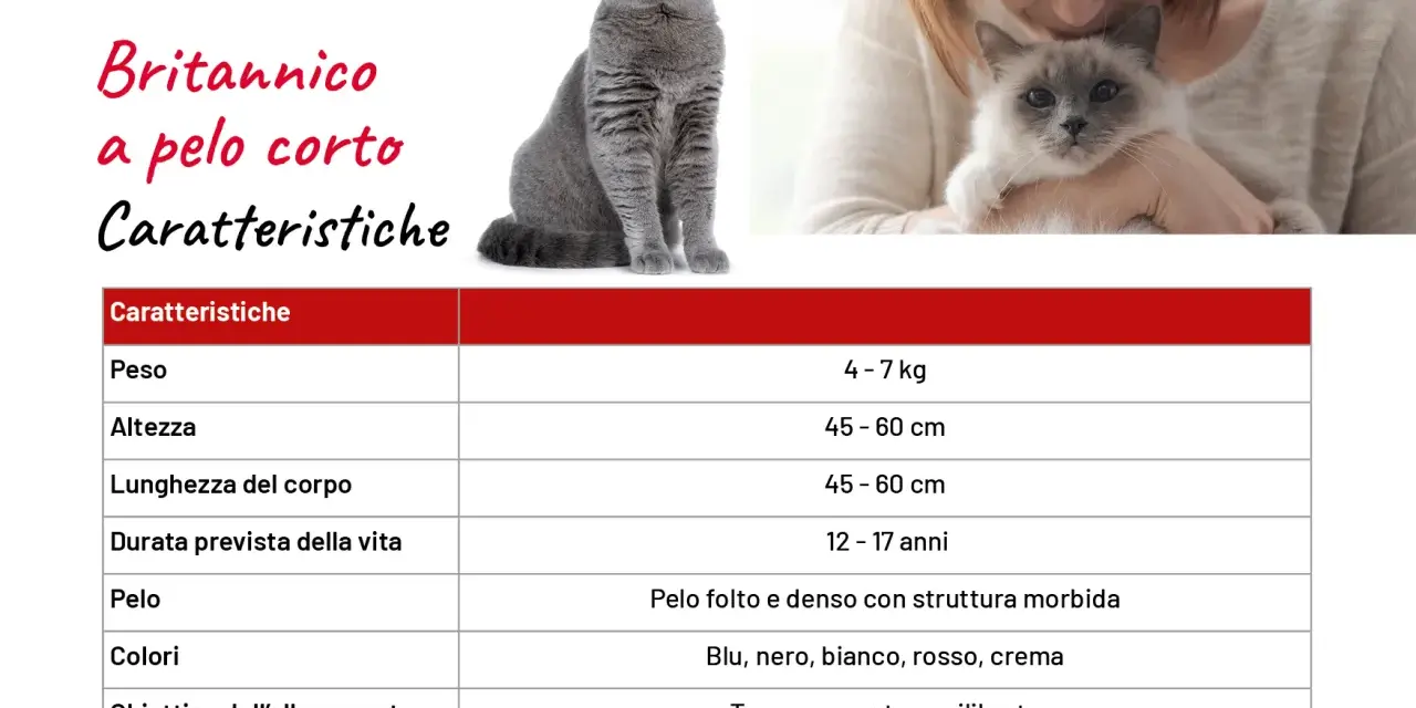 Caratteristiche del British Shorthair: peso 4-7 kg, pelo folto e denso, temperamento equilibrato.