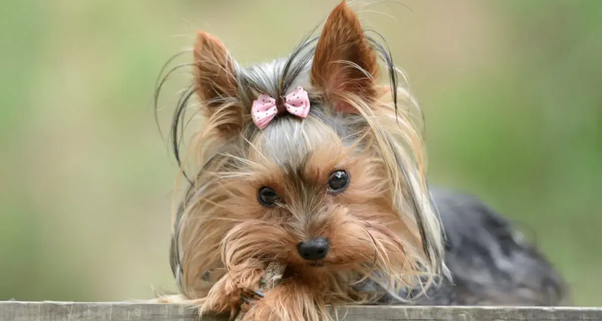 Dolce yorkshire terrier con fiocco rosa, il suo temperamento vivace si riflette negli occhi attenti mentre gioca con un bastoncino.