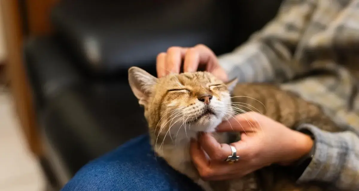 Un gatto tigrato con gli occhi chiusi riceve carezze, forse per questo i gatti fanno le fusa quando li accarezzi, esprimendo contentezza.