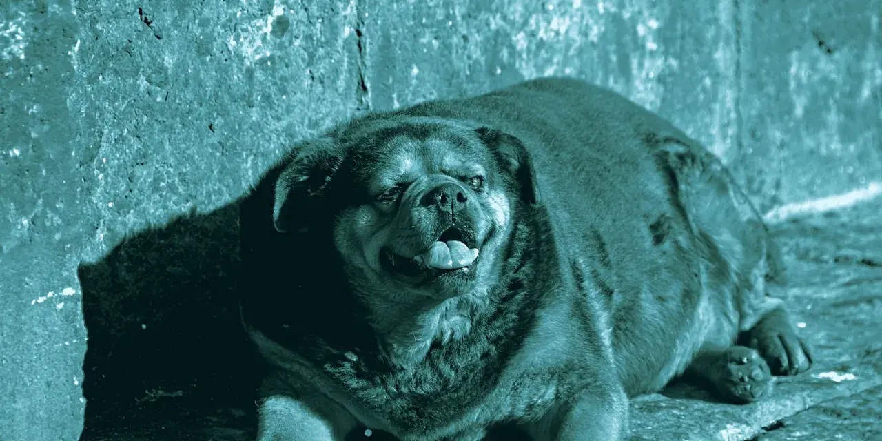 Un cane obeso, con la lingua fuori, riposa su un terreno roccioso.