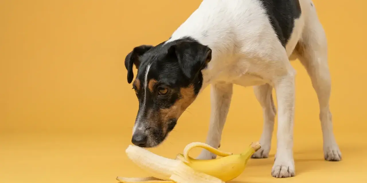 Un cane curioso annusa una banana sbucciata, chiedendosi se sia un nuovo snack.