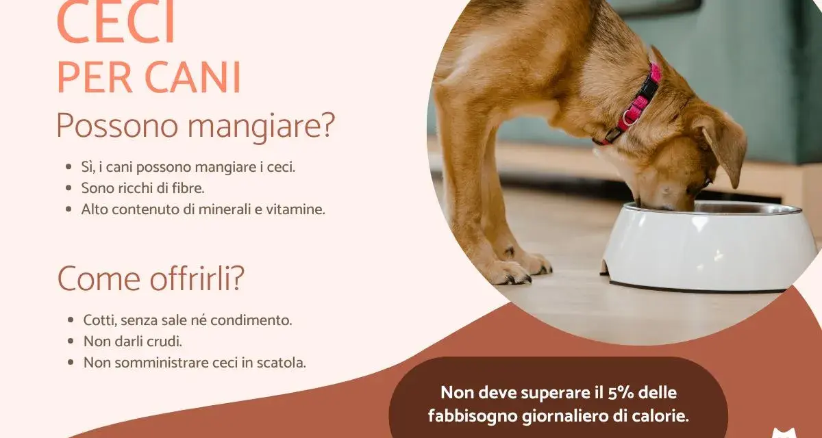 Un cane mangia da una ciotola, scopri se i cani possono mangiare i ceci, ricchi di fibre e vitamine.