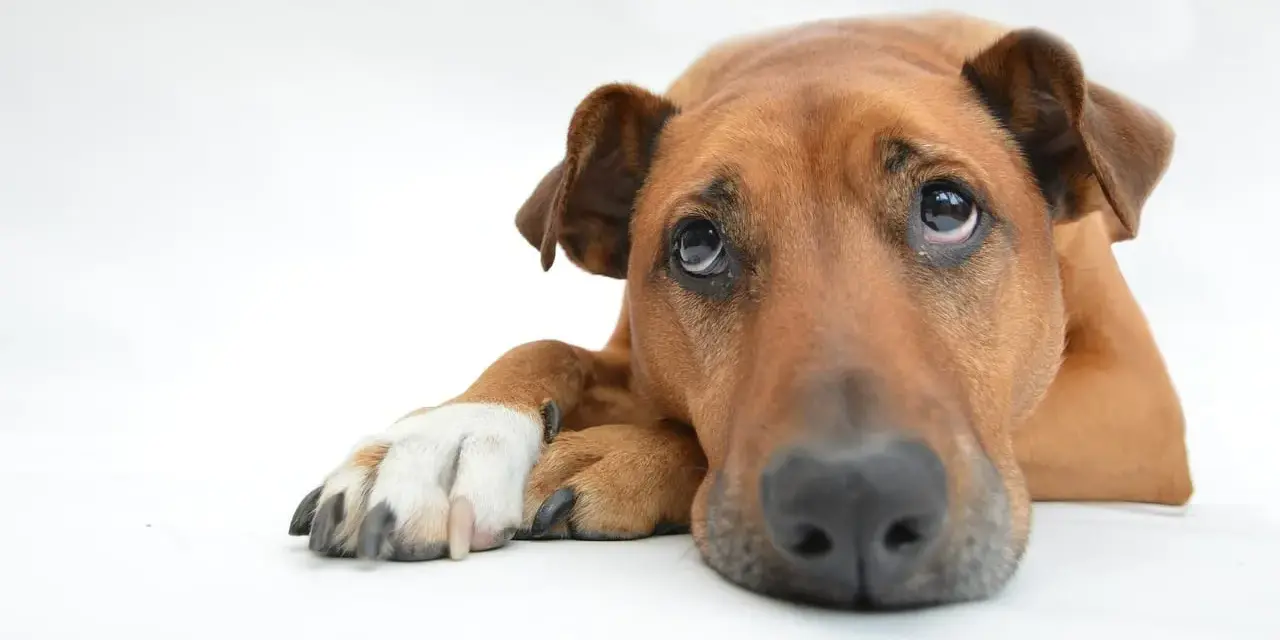 Un cane depresso con occhi tristi e un'espressione malinconica, sdraiato su uno sfondo bianco.