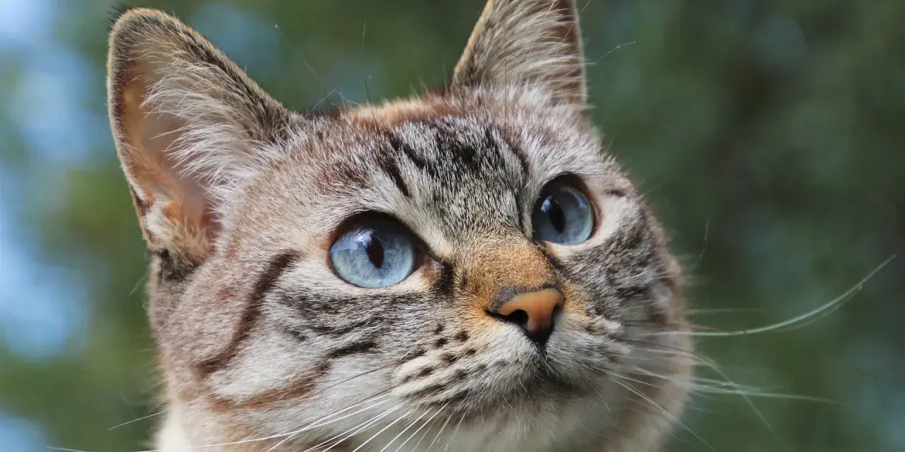 Primo piano di un gatto dagli occhi azzurri, con un pelo tigrato e morbido. Potrebbe essere un gatto con problemi di struvite.