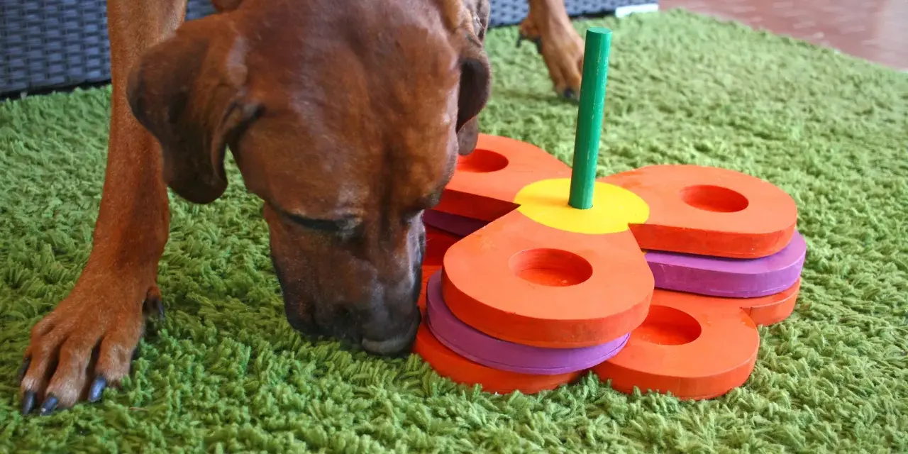 Un cane marrone annusa un gioco fai da te per l'attivazione mentale, composto da anelli colorati impilati su un bastoncino verde.