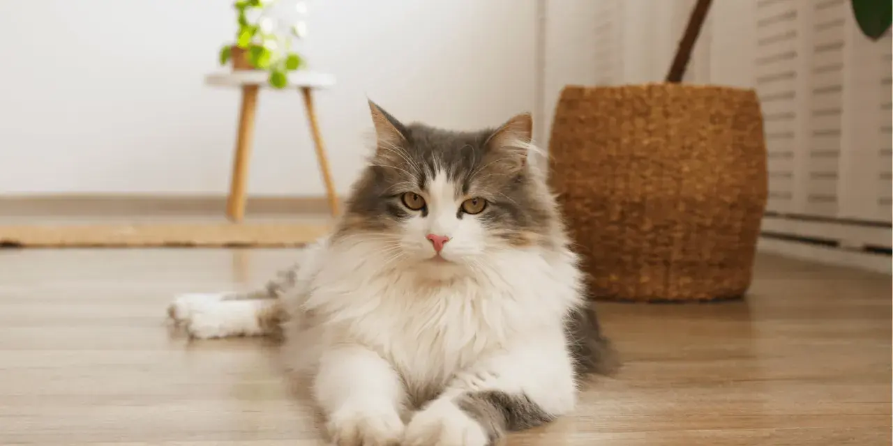 Gatto siberiano dal carattere dolce e affettuoso, con folto pelo grigio e bianco, posa sul parquet.