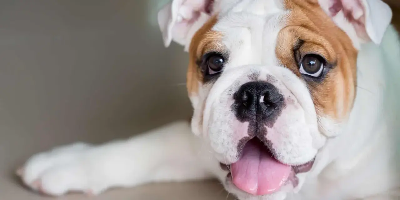 Un adorabile bulldog inglese, con il suo tipico bulldog inglese carattere, mostra la lingua rosa e gli occhi dolci.