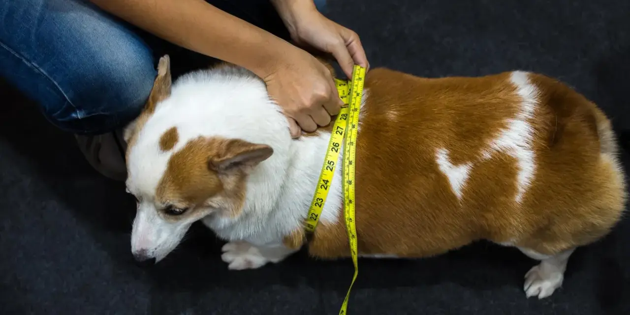 Misurare il corgi per capire come far dimagrire il cane. La circonferenza toracica è fondamentale per monitorare il peso.