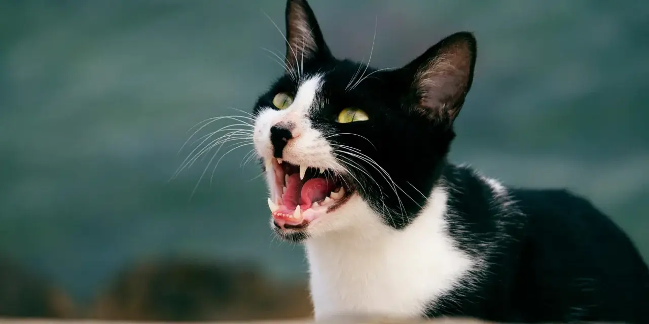 Gatta nera e bianca con occhi verdi spalancati, che miagola sempre, mostrando denti aguzzi e lingua rosa.