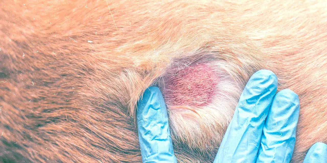 Esame di una dermatite con croste su un cane. Si cercano rimedi per alleviare il prurito e curare la pelle.