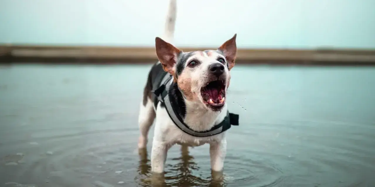 Un cane con un giubbotto di salvataggio sta in piedi nell'acqua, con la bocca aperta e il cane abbaia con gioia.