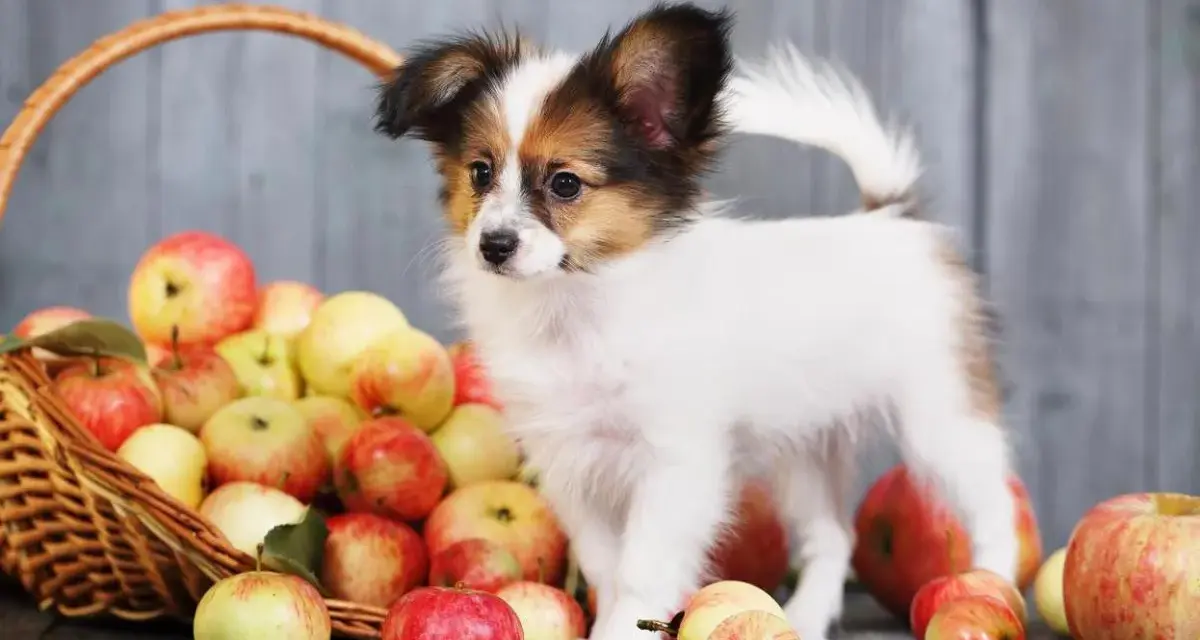 Un cucciolo di cane Papillon vicino a un cesto pieno di mele rosse e gialle. I cani possono mangiare la mela, un frutto sano per loro.