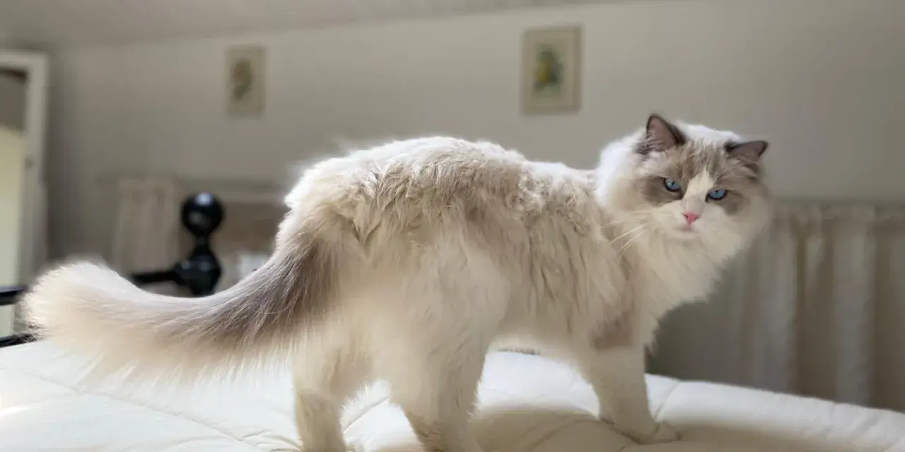 Un Ragdoll dal carattere dolce e curioso, con occhi azzurri penetranti, si muove con grazia su un letto.
