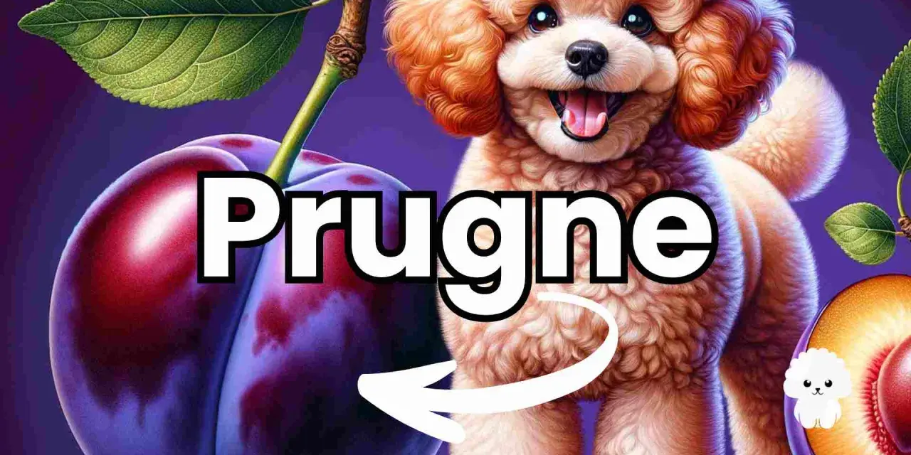 Un simpatico barboncino guarda delle prugne, suggerendo che i cani possono mangiare le prugne.