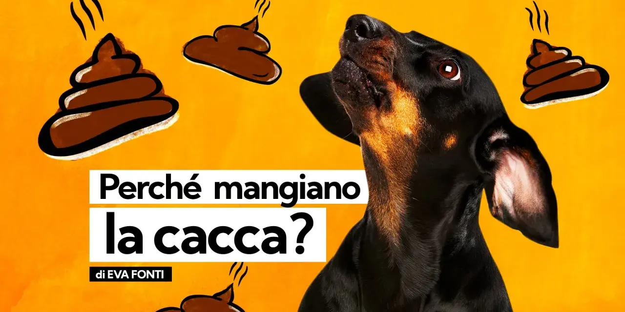 Un cane nero guarda incuriosito delle illustrazioni di cacca fumante. Il testo chiede: "Perché i cani mangiano la cacca?".