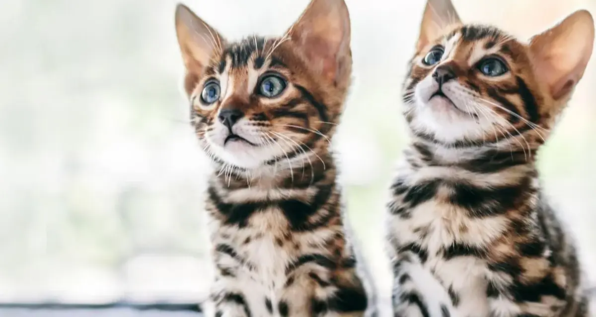 Due gattini di razze di gatti comuni, con mantello maculato e occhi azzurri, guardano incuriositi verso l'alto.