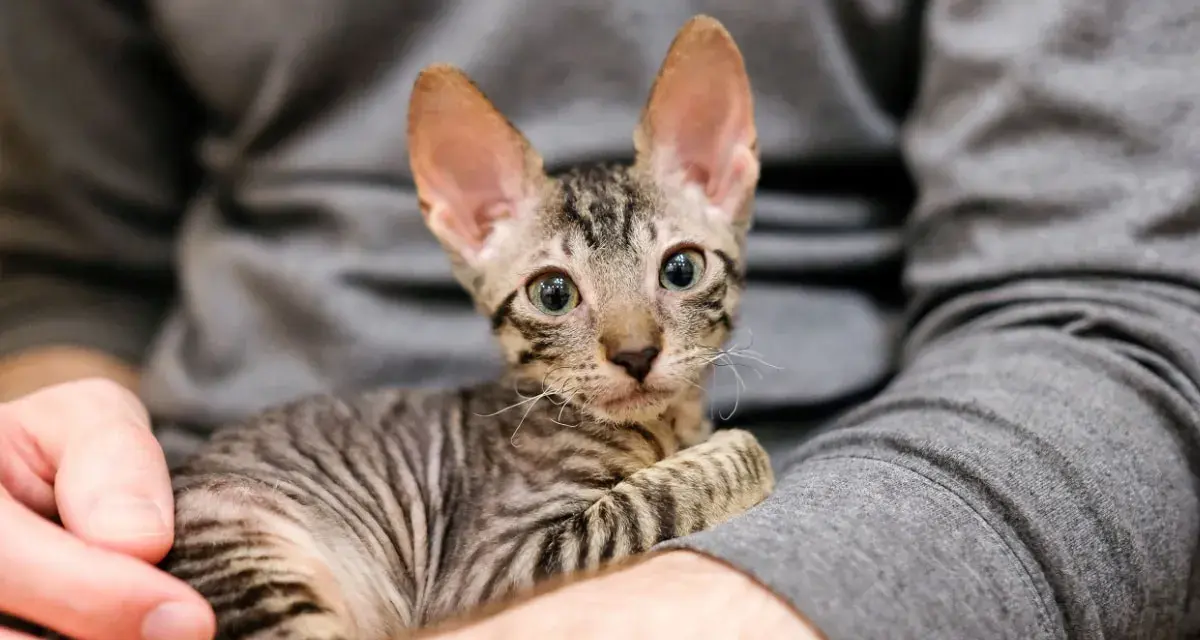 Un tenero gattino con grandi orecchie e occhi verdi, avvolto in un maglione grigio. Questi gatti piccoli sono adorabili.