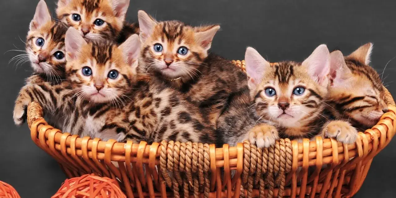 Un cesto traboccante di cuccioli di felino del bengala con occhi blu luminosi e mantelli maculati.