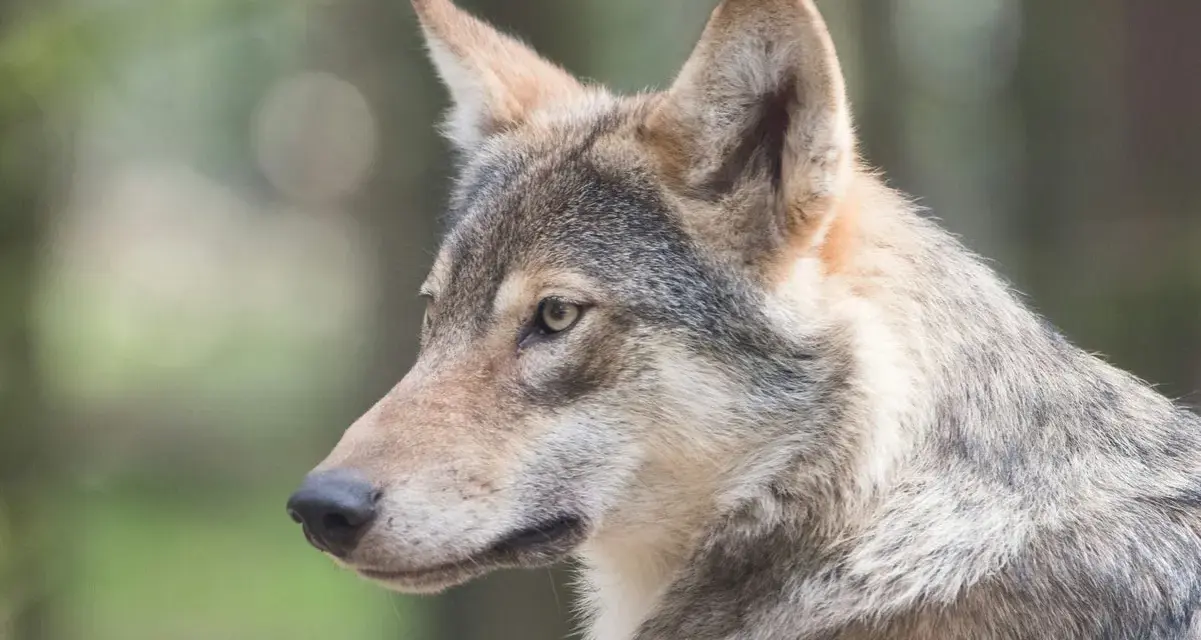 Primo piano di un lupo cecoslovacco, con il suo sguardo attento che riflette il suo carattere fiero e intelligente.