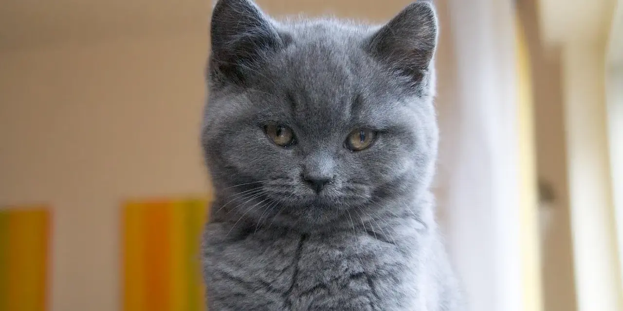 Gatto certosino con sguardo penetrante, la sua intelligenza traspare dagli occhi ambrati.