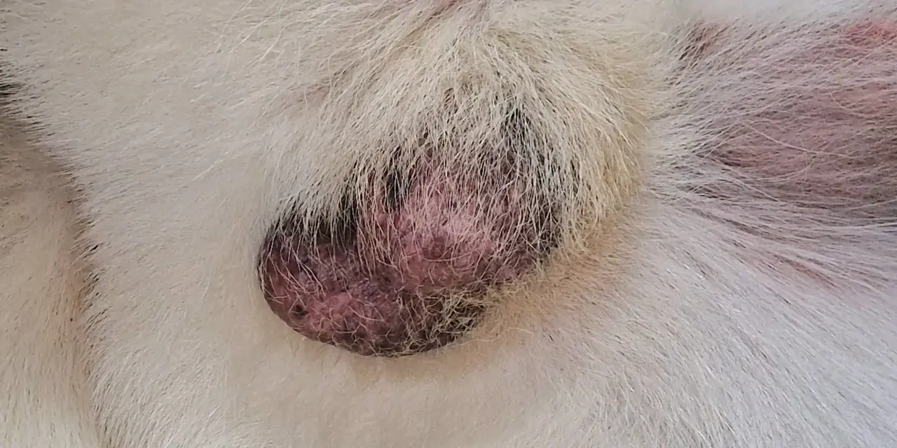 Un nodulo scuro e ruvido sulla pelle di un cane bianco, possibile sintomo di mastocitoma.