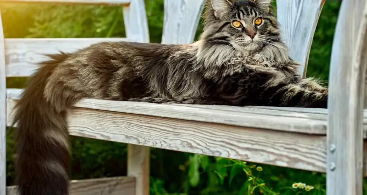 Un maestoso Maine Coon, con il suo folto pelo tigrato e gli occhi dorati, riposa su una panchina di legno in un giardino soleggiato.