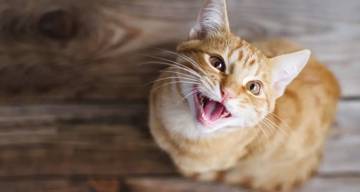 Gatto arancione con bocca aperta, sembra che stia per fare un miagolio gatto.