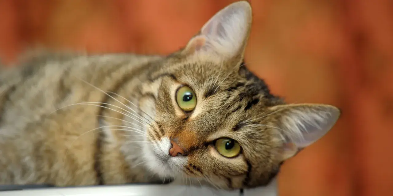 Un adorabile gatto europeo tigrato con occhi verdi luminosi, sdraiato e curioso.