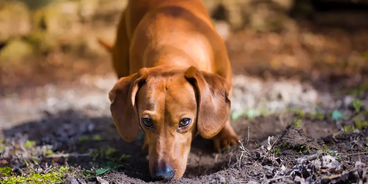 Bassotto marrone annusa il terreno, forse per capire perchè il cane mangia la terra.