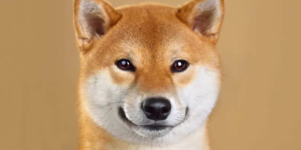 Primo piano di un adorabile Shiba Inu, uno dei cani giapponesi più amati, con un'espressione curiosa e un sorriso accennato.
