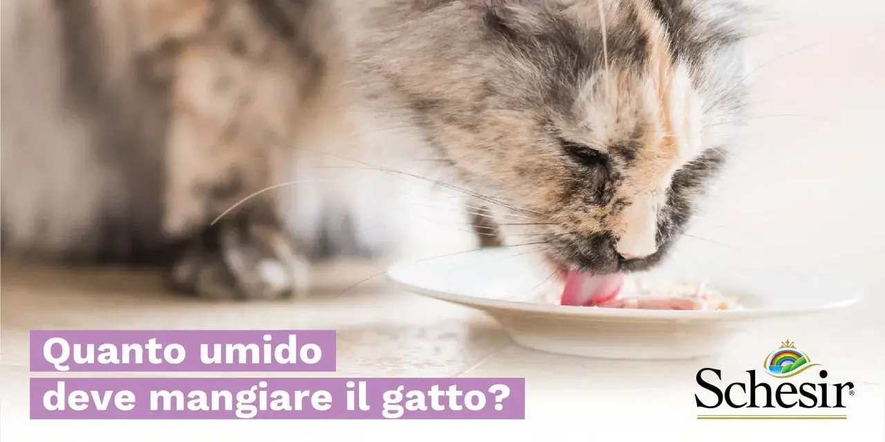Un gatto soriano mangia con gusto da una ciotola. La domanda "Quanto umido deve mangiare il gatto?" suggerisce che il cibo sia umido.