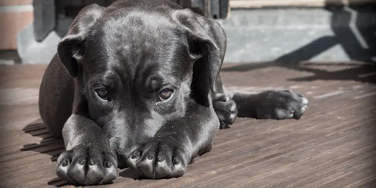 Un cucciolo nero con un'espressione triste, forse soffre di mal di gola cane. Riposa su un pavimento di legno.