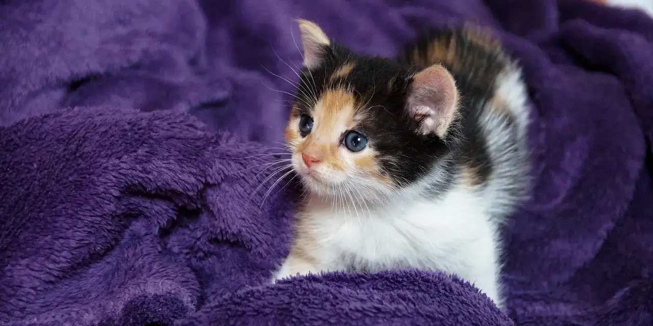 Un adorabile gatto tricolore con occhi azzurri riposa su una morbida coperta viola.