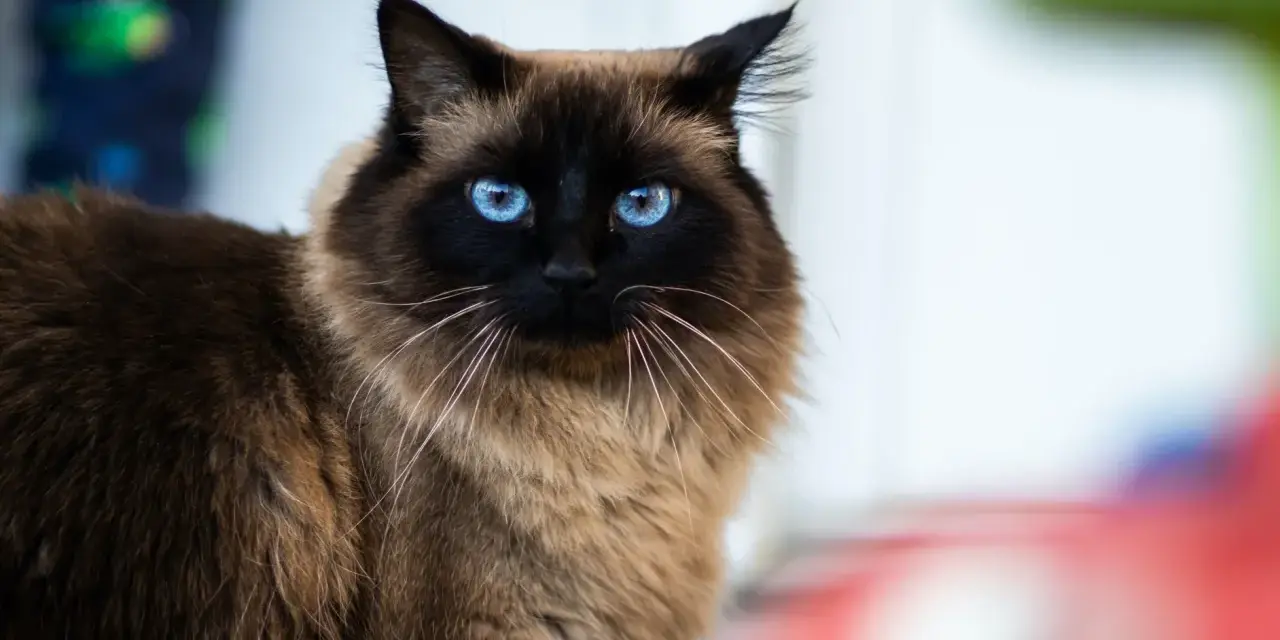 Un magnifico gatto himalayano con occhi blu penetranti guarda intensamente. Il suo pelo folto e color crema contrasta con il muso scuro.