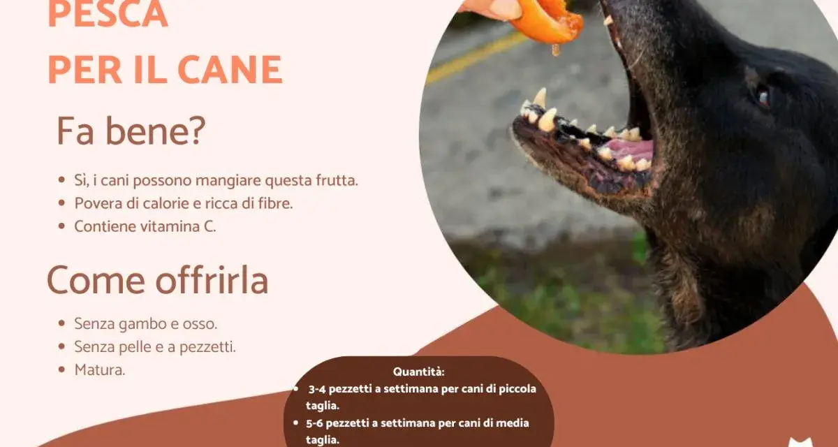 Un cane nero affamato riceve un pezzetto di pesca da una mano. Sì, i cani possono mangiare le pesche, sono un ottimo snack!