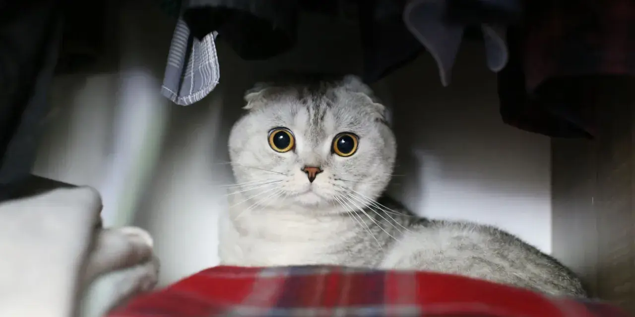 Gatto Scottish Fold con grandi occhi gialli, nascosto tra vestiti e coperte. Chissà perchè il gatto si nasconde?