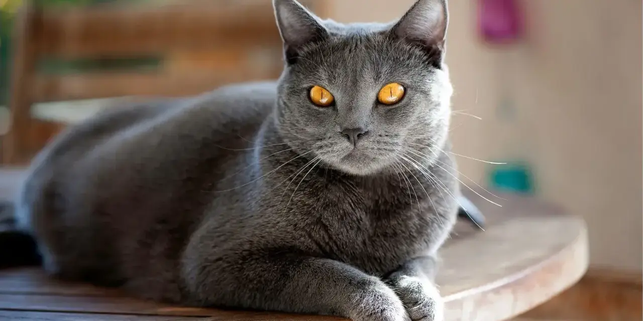 Un magnifico gatto grigio con occhi dorati riposa su un tavolo di legno, godendosi la luce del sole.