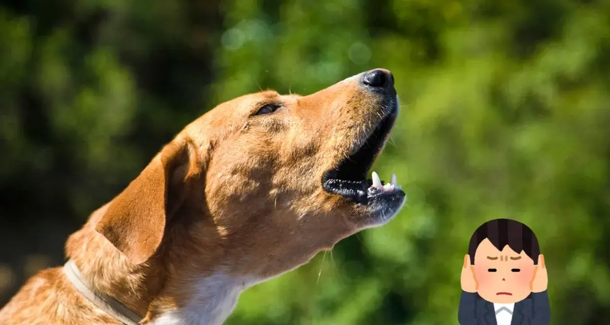 Un cane che abbaia in giardino privato, con un uomo che si tappa le orecchie per il rumore.