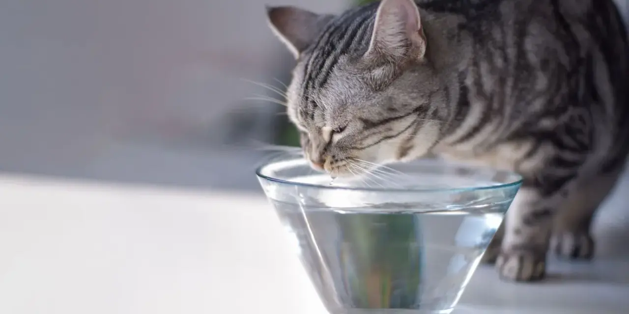 Un gatto tigrato beve da una ciotola di vetro trasparente. Ecco come far bere il gatto, assicurandosi che abbia sempre acqua fresca.