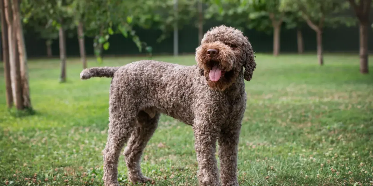 Un allegro lagotto romagnolo con la lingua fuori, in piedi sull'erba verde tra gli alberi.