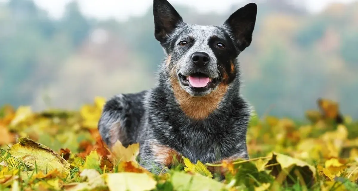 Australian Cattle Dog sdraiato tra le foglie autunnali, con un'espressione felice e la lingua fuori.