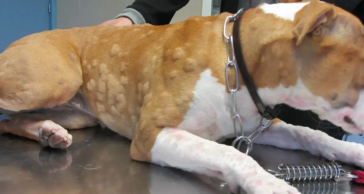 Cane con pomfi sul corpo, possibili sintomi di cane allergico all'erba.