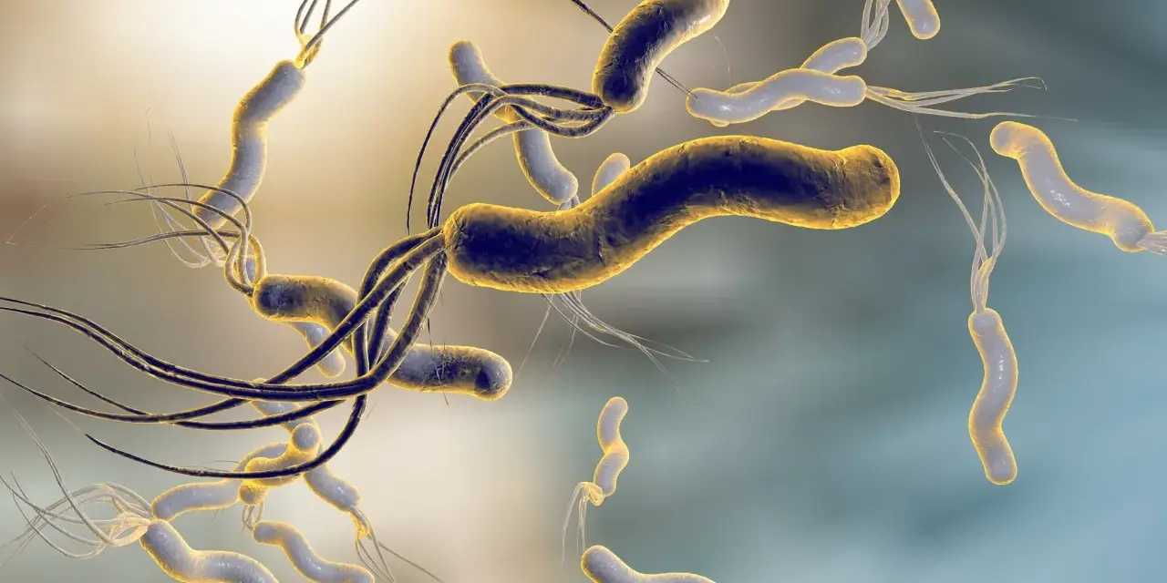 Batteri elicoidali con flagelli, simili a quelli che possono infettare un cane, fluttuano in un ambiente microscopico.
