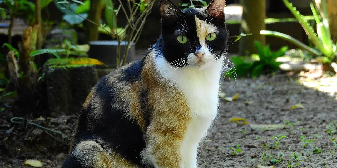 Un adorabile gatto calico con occhi verdi smeraldo siede in un giardino, con il suo mantello tricolore che risalta tra il verde della vegetazione.
