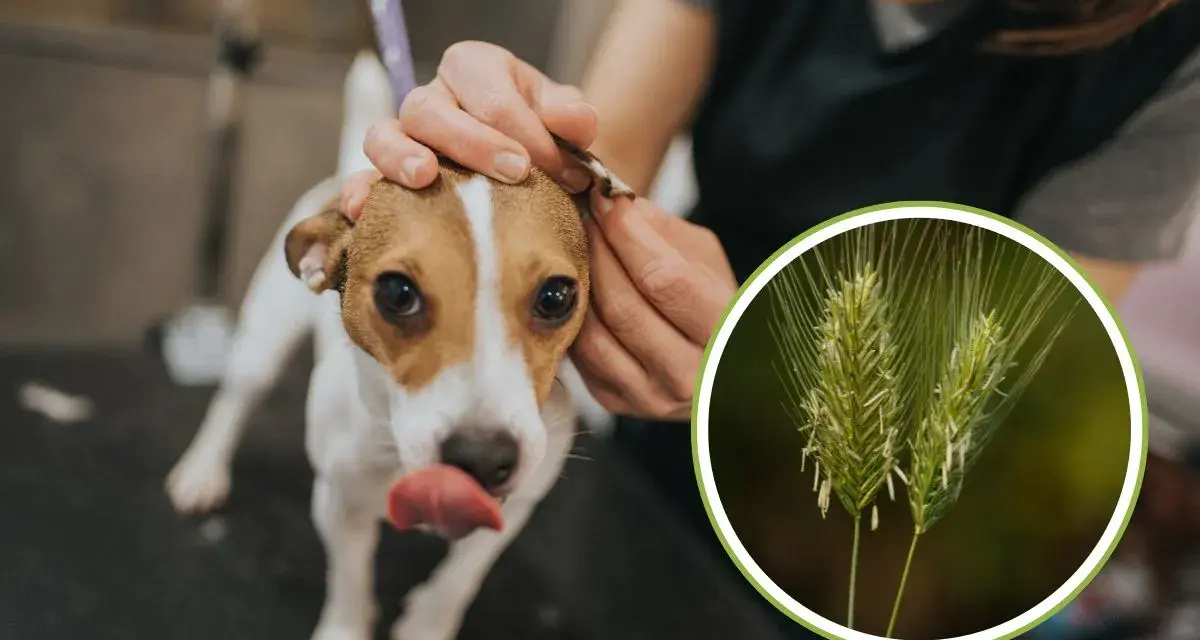 Un cane viene controllato per una ferita da forasacco all'orecchio. L'immagine mostra un forasacco, un pericolo comune per i cani.