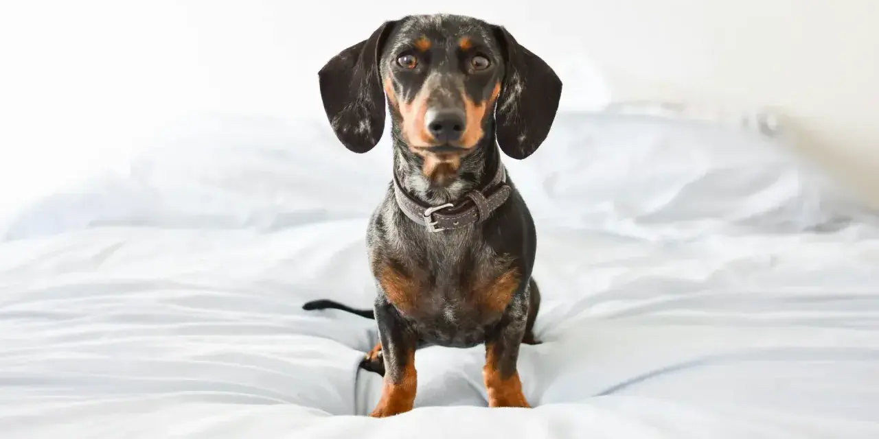 Bassotto con pelo maculato seduto su un letto bianco, pronto ad ascoltare suoni per cani rilassanti.