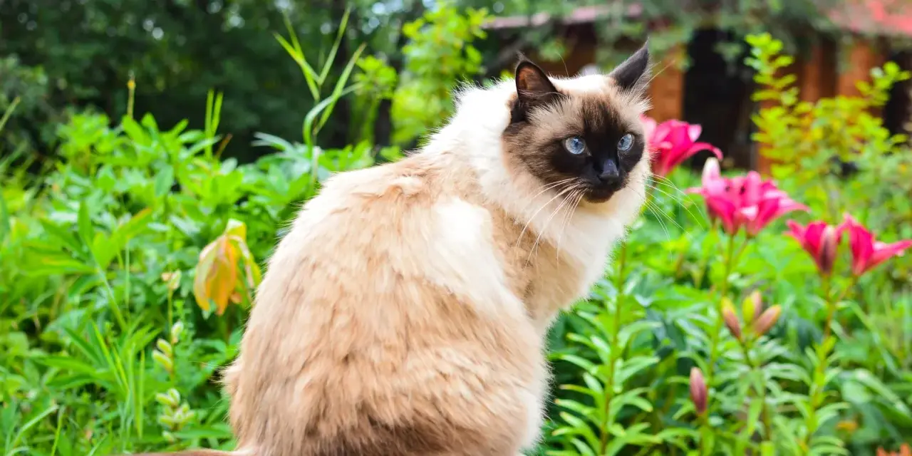 Gatto Balinese dal carattere curioso, con occhi blu intensi, seduto tra fiori rosa e verdeggiante giardino.