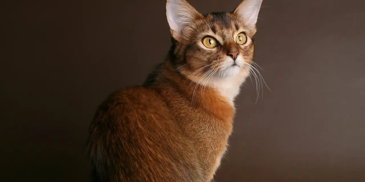Un elegante gatto somalo con occhi dorati e pelo rossiccio, posa con grazia su uno sfondo marrone scuro.