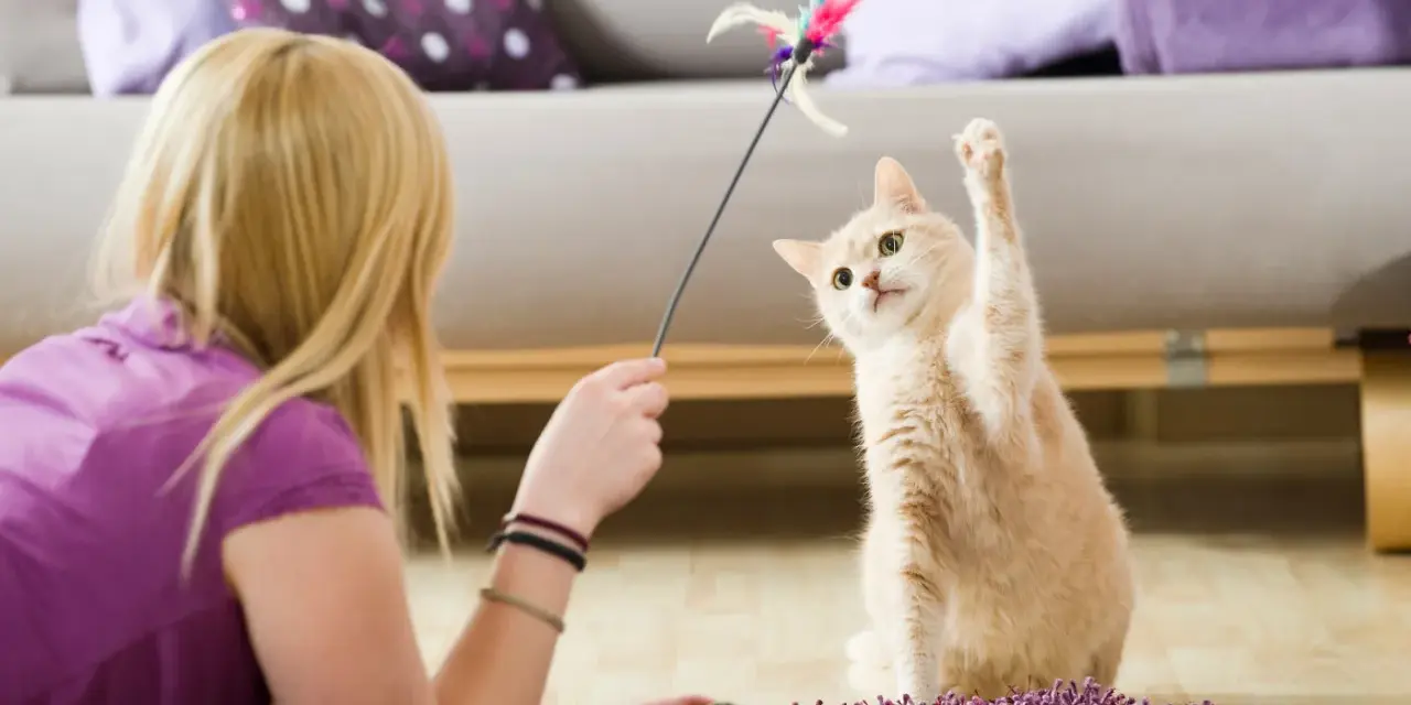 Un gatto affettuoso gioca con un giocattolo piumato, con la zampa alzata in un momento di divertimento.